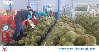 Không mở rộng diện tích sầu riêng, siết chặt chất lượng, mở rộng thị trường