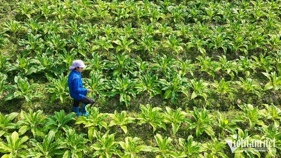 Quy hoạch 6 vùng: Hà Nội trở thành trung tâm hàng đầu, TPHCM là đầu tàu kinh tế