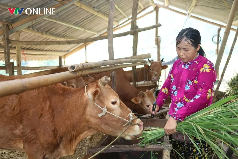 Tuyên Quang: Khi nghị quyết bén rễ trên đất đá Tuyên Quang: Khi nghị quyết bén rễ trên đất đá