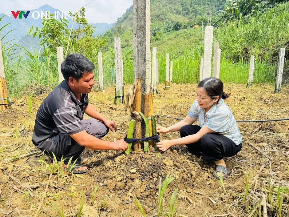 Tuyên Quang: Khi nghị quyết bén rễ trên đất đá Tuyên Quang: Khi nghị quyết bén rễ trên đất đá
