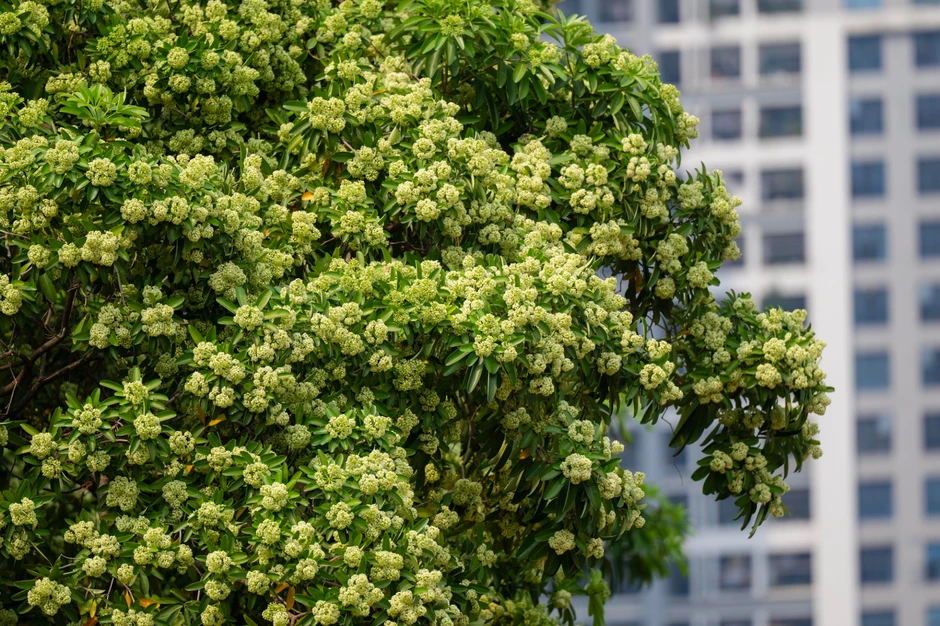"Hoa sữa" - thứ được tìm kiếm nhiều nhất ngay lúc này! "Hoa sữa" - thứ được tìm kiếm nhiều nhất ngay lúc này!