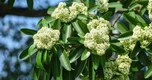 "Hoa sữa" - thứ được tìm kiếm nhiều nhất ngay lúc này!