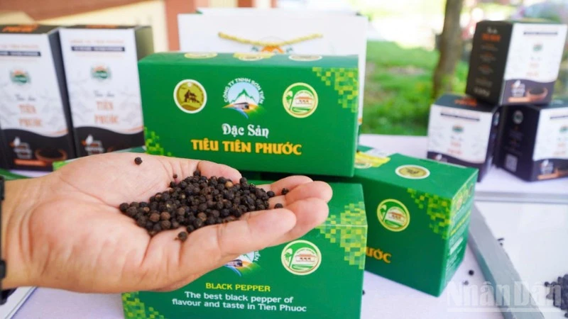Đà Nẵng: Đón nhận văn bằng bảo hộ chỉ dẫn địa lý "Tiên Phước" cho sản phẩm hạt tiêu Đà Nẵng: Đón nhận văn bằng bảo hộ chỉ dẫn địa lý "Tiên Phước" cho sản phẩm hạt tiêu