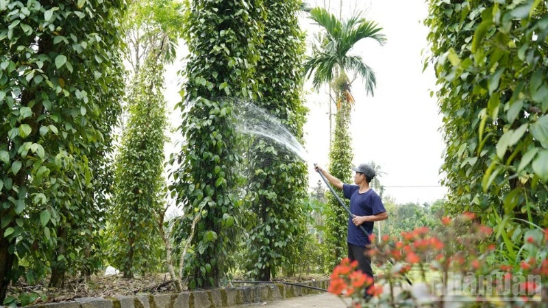 Đà Nẵng: Đón nhận văn bằng bảo hộ chỉ dẫn địa lý "Tiên Phước" cho sản phẩm hạt tiêu Đà Nẵng: Đón nhận văn bằng bảo hộ chỉ dẫn địa lý "Tiên Phước" cho sản phẩm hạt tiêu