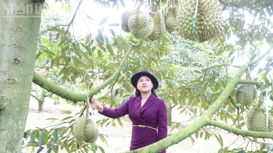Đắk Lắk ra mắt bản đồ số nông sản, du lịch thôn, buôn và triển khai chiến dịch cao điểm “30 ngày đêm” số hóa dữ liệu vùng trồng sầu riêng Đắk Lắk ra mắt bản đồ số nông sản, du lịch thôn, buôn và triển khai chiến dịch cao điểm “30 ngày đêm” số hóa dữ liệu vùng trồng sầu riêng