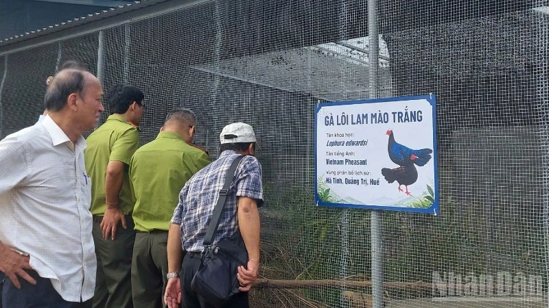 Đưa 10 cá thể Gà lôi lam mào trắng trở về Quảng Trị Đưa 10 cá thể Gà lôi lam mào trắng trở về Quảng Trị
