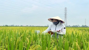 Giữ lại hạt giống đã bảo hộ để gieo vụ sau có phải trả tiền bản quyền?