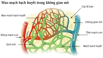 Tài trợ 22,4 triệu AUD cho Đại học Monash phát triển thuốc phục hồi chức năng hệ bạch huyết