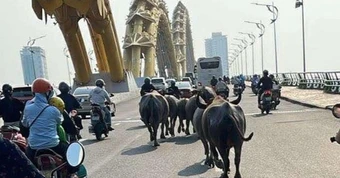 Bất ngờ cảnh đàn trâu chạy giữa đường phố trung tâm Đà Nẵng