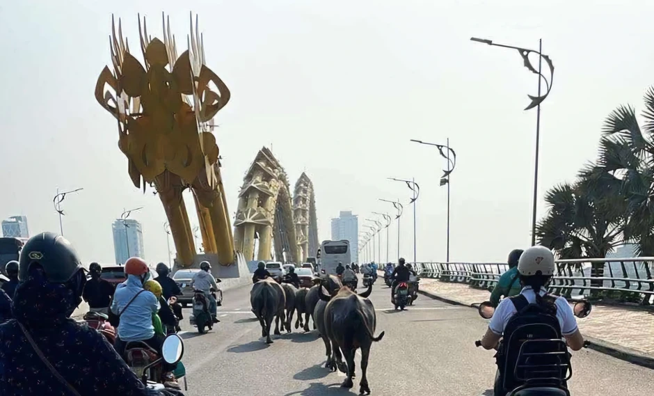 Bất ngờ đàn trâu băng qua cầu Rồng, 'dạo phố' giữa trung tâm Đà Nẵng