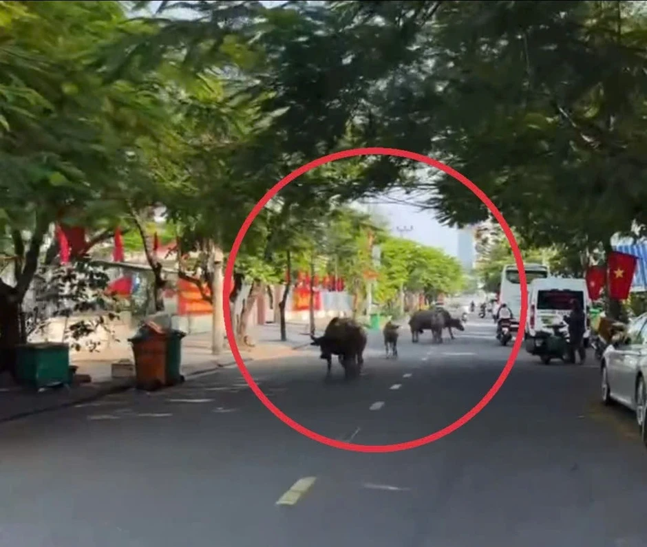 Bất ngờ đàn trâu băng qua cầu Rồng, 'dạo phố' giữa trung tâm Đà Nẵng