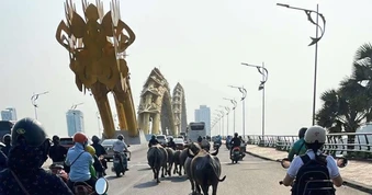 Bất ngờ đàn trâu băng qua cầu Rồng, 'dạo phố' giữa trung tâm Đà Nẵng