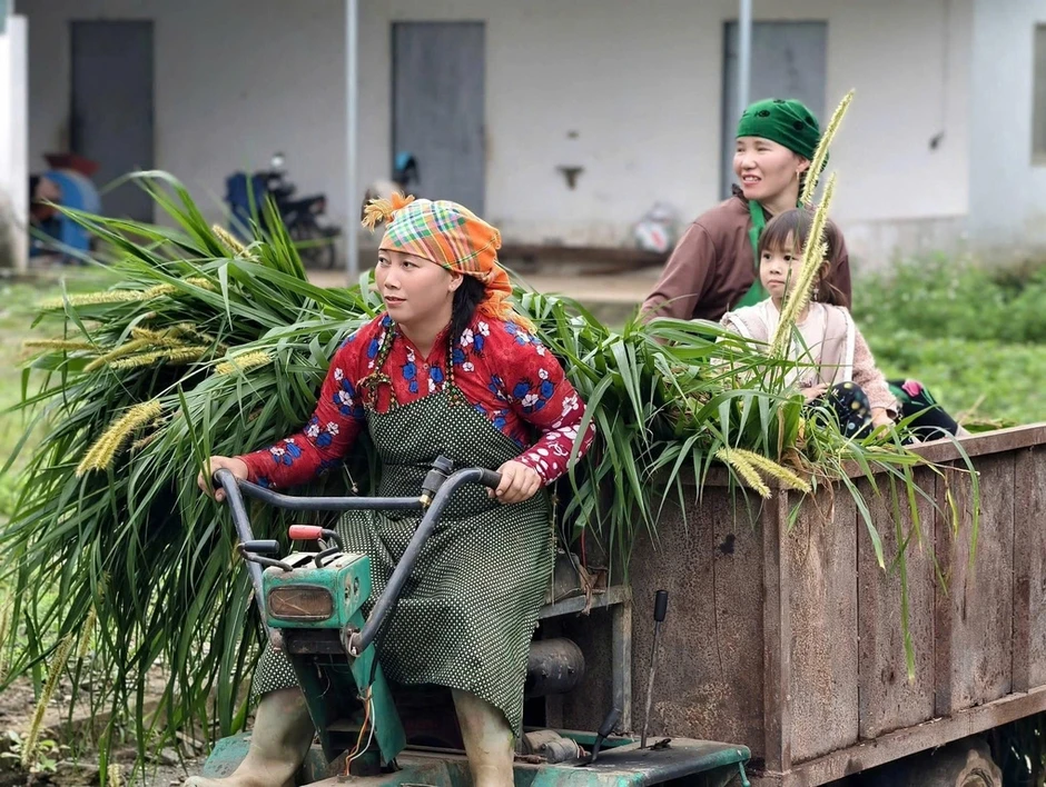 Bỏ phố về bản nâng tầm bò H’Mông