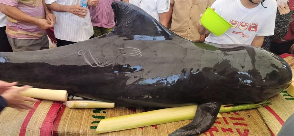 Cá heo nặng 300kg dạt vào bờ rồi chết, người dân làm lễ an táng Cá heo nặng 300kg dạt vào bờ rồi chết, người dân làm lễ an táng