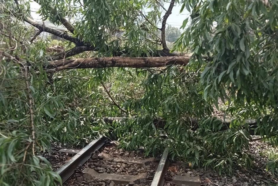 Cây đổ 'vắt' ngang đường ray, nhân viên gác chắn kịp thời cứu đoàn tàu khách Cây đổ 'vắt' ngang đường ray, nhân viên gác chắn kịp thời cứu đoàn tàu khách