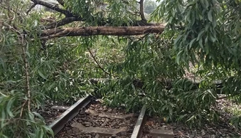 Cây đổ 'vắt' ngang đường ray, nhân viên gác chắn kịp thời cứu đoàn tàu khách