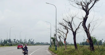Cây xanh chết hàng loạt, hai dự án gần 9 tỷ đồng chưa thể quyết toán