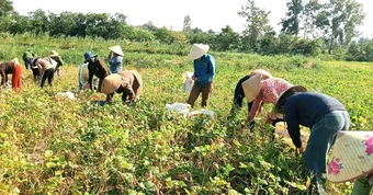 Cha mẹ mải miết tìm con trai mất tích, việc đồng áng được cả thôn thu hoạch giúp