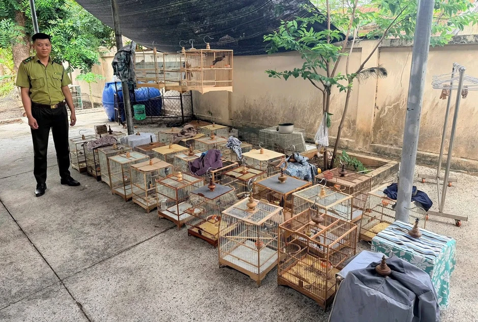 Chủ tiệm chim cảnh ở TPHCM bị phạt 7,5 triệu đồng, tịch thu 35 con chim chào mào