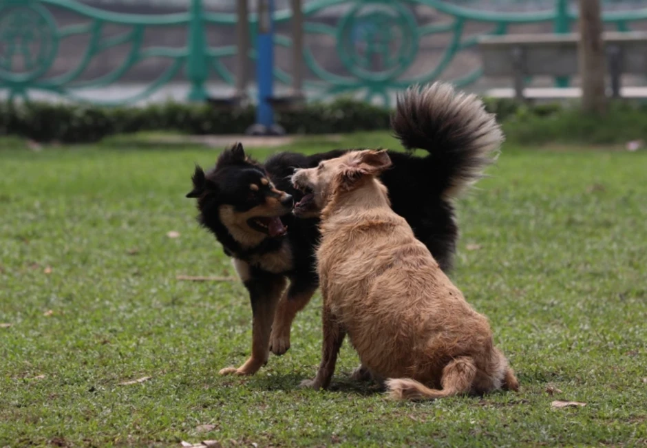 Dắt chó không đeo rọ mõm ra đường sẽ bị phạt 2 triệu đồng Dắt chó không đeo rọ mõm ra đường sẽ bị phạt 2 triệu đồng