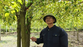 Đổi mới cách trồng táo muối, nông dân thu nửa tỷ đồng mỗi năm