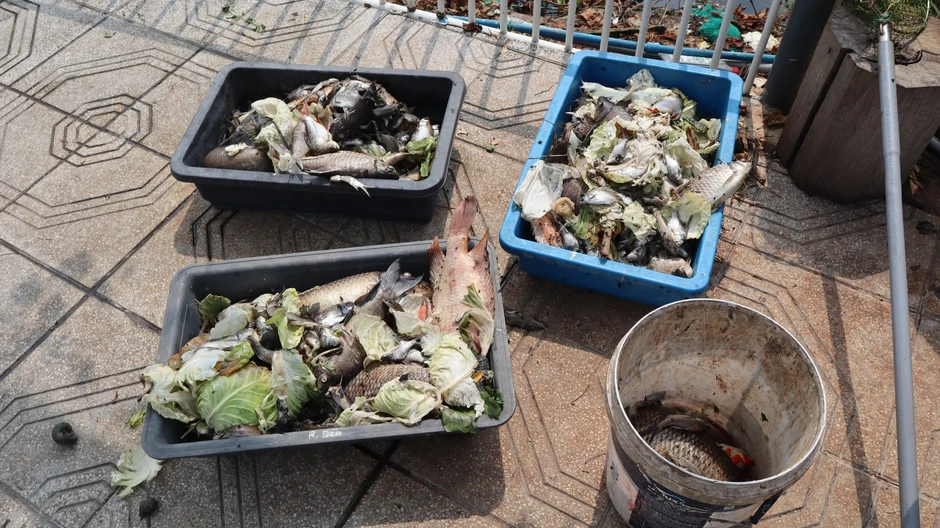 Đồng Nai: Tìm nguyên nhân cá chết ở lòng hồ thủy lợi Phước Hòa Đồng Nai: Tìm nguyên nhân cá chết ở lòng hồ thủy lợi Phước Hòa