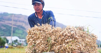 Được mùa tỏi Lý Sơn - Quảng Ngãi nhưng nông dân 'thua giá'