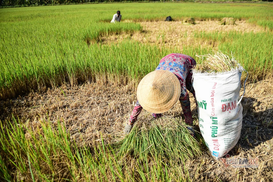 El Nino lần thứ 6 đạt cực đại sau 76 năm, miền Nam đối mặt hạn hán khốc liệt El Nino lần thứ 6 đạt cực đại sau 76 năm, miền Nam đối mặt hạn hán khốc liệt