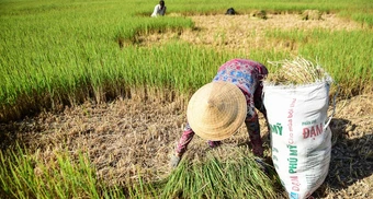 El Nino lần thứ 6 đạt cực đại sau 76 năm, miền Nam đối mặt hạn hán khốc liệt