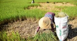 El Nino lần thứ 6 đạt cực đại sau 76 năm, miền Nam đối mặt hạn hán khốc liệt