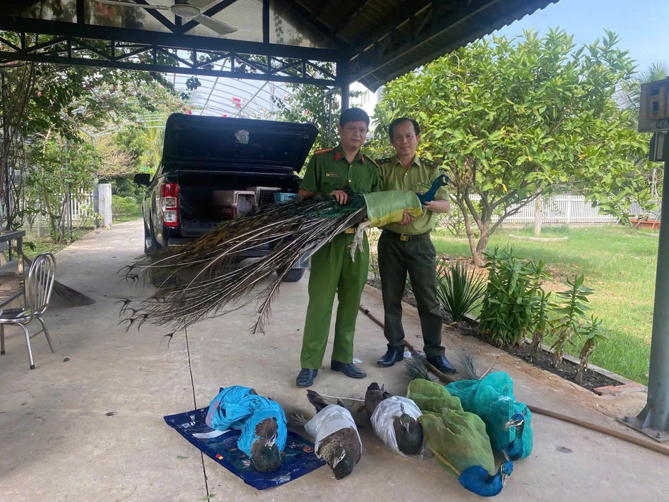 Hai người đàn ông tự nguyện giao nộp 9 chim công quý hiếm nuôi làm cảnh nhiều năm Hai người đàn ông tự nguyện giao nộp 9 chim công quý hiếm nuôi làm cảnh nhiều năm