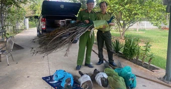 Hai người đàn ông tự nguyện giao nộp 9 chim công quý hiếm nuôi làm cảnh nhiều năm