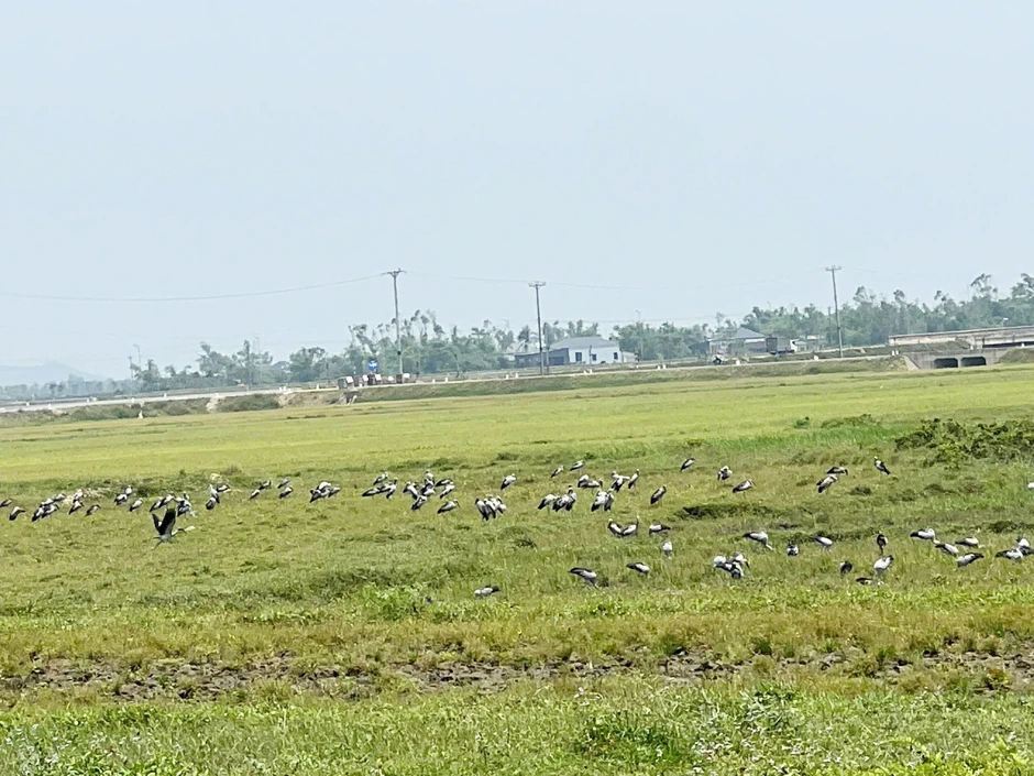 Hàng nghìn con cò nhạn quý hiếm bất ngờ sà xuống cánh đồng