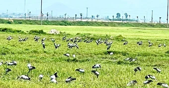 Hàng nghìn con cò nhạn quý hiếm bất ngờ sà xuống cánh đồng