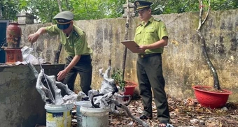 Hàng trăm cây muội hồng bị tịch thu ở Thanh Hóa sẽ được đưa về đâu?