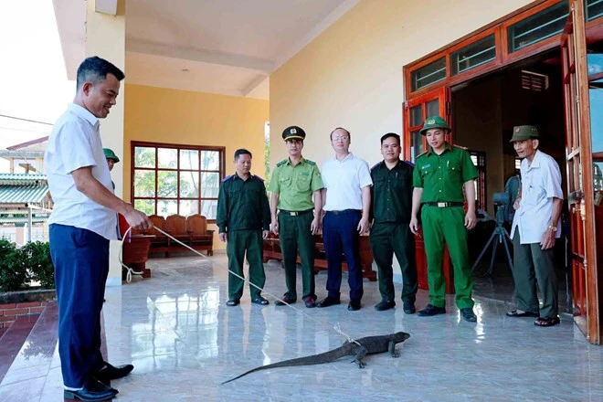 Hành động của người đàn ông khi phát hiện kỳ đà 5kg trong vườn Hành động của người đàn ông khi phát hiện kỳ đà 5kg trong vườn