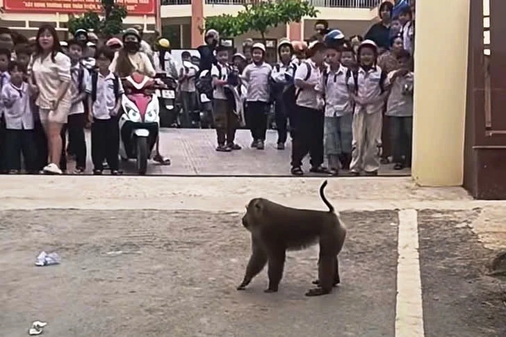 Khỉ hoang 'xuống núi', trêu chọc học sinh, cắn hỏng lốp ô tô Khỉ hoang 'xuống núi', trêu chọc học sinh, cắn hỏng lốp ô tô