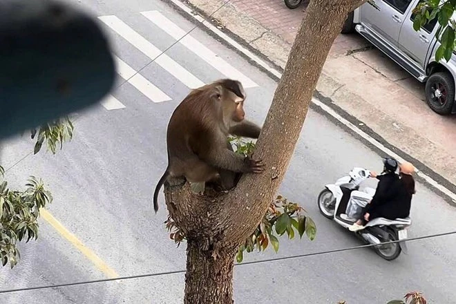 Khỉ hoang 'xuống núi', trêu chọc học sinh, cắn hỏng lốp ô tô Khỉ hoang 'xuống núi', trêu chọc học sinh, cắn hỏng lốp ô tô