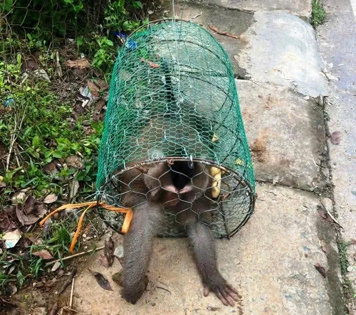 Khỉ hoang 'xuống núi', trêu chọc học sinh, cắn hỏng lốp ô tô Khỉ hoang 'xuống núi', trêu chọc học sinh, cắn hỏng lốp ô tô