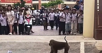 Khỉ hoang 'xuống núi', trêu chọc học sinh, cắn hỏng lốp ô tô