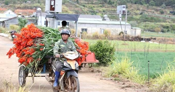 Lâm Đồng: Hoa lay ơn nở muộn, nông dân trắng tay
