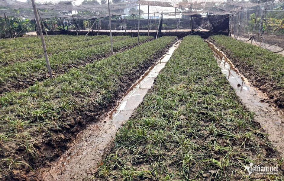 Làng hoa Tây Tựu thiệt hại nặng do ngập úng Làng hoa Tây Tựu thiệt hại nặng do ngập úng