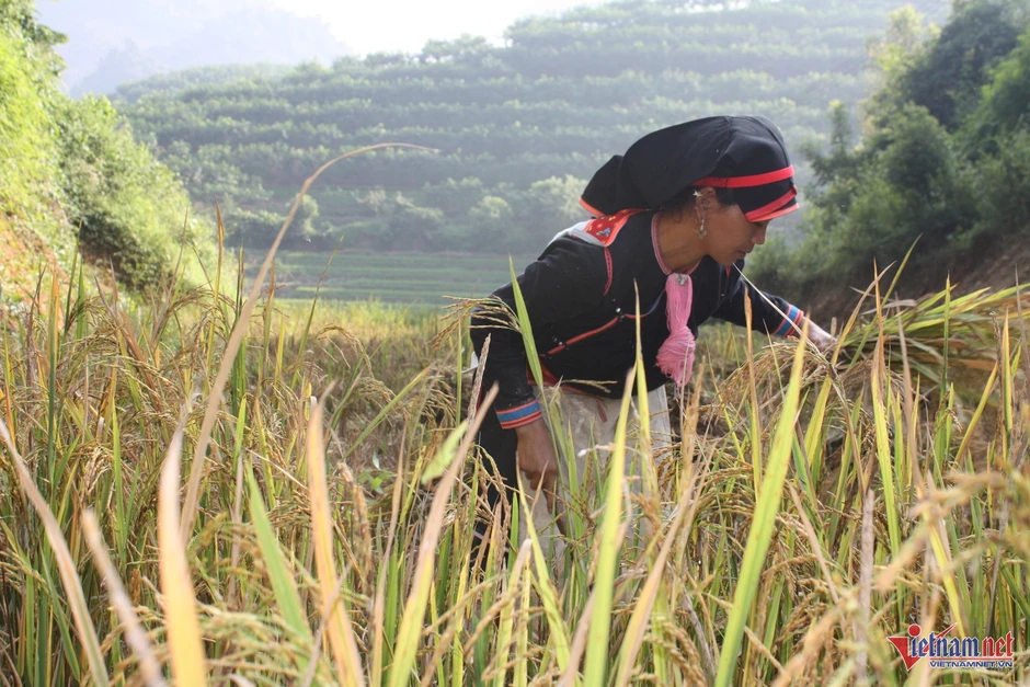 Lao động vùng DTTS Lao động vùng DTTS