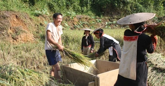 Lao động vùng DTTS