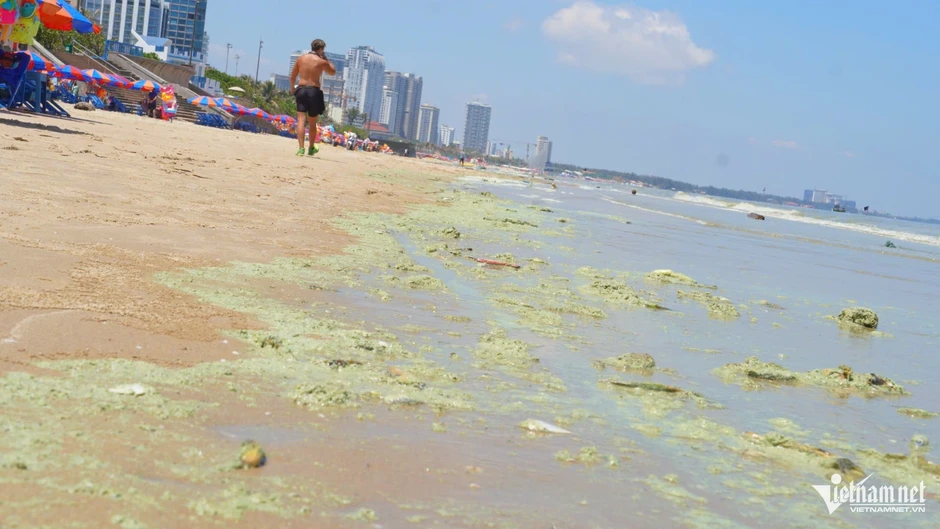 Lộ diện 'thủ phạm' khiến nước biển Bãi Sau Vũng Tàu xanh như matcha Lộ diện 'thủ phạm' khiến nước biển Bãi Sau Vũng Tàu xanh như matcha