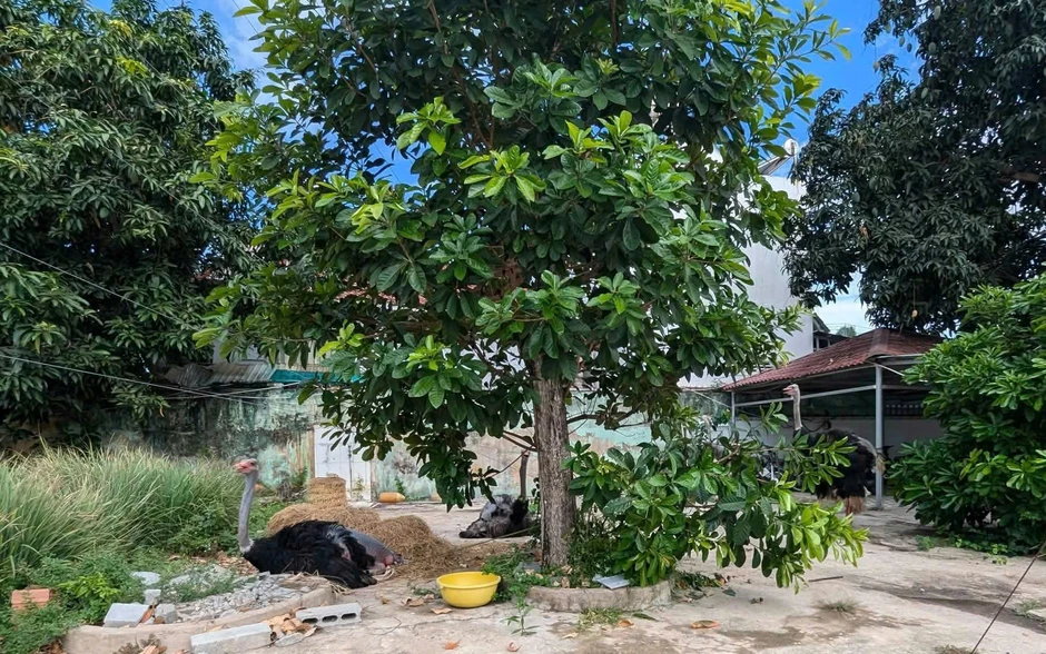 Lý do tiêu hủy toàn bộ 10 con đà điểu phát hiện trên quốc lộ Lý do tiêu hủy toàn bộ 10 con đà điểu phát hiện trên quốc lộ