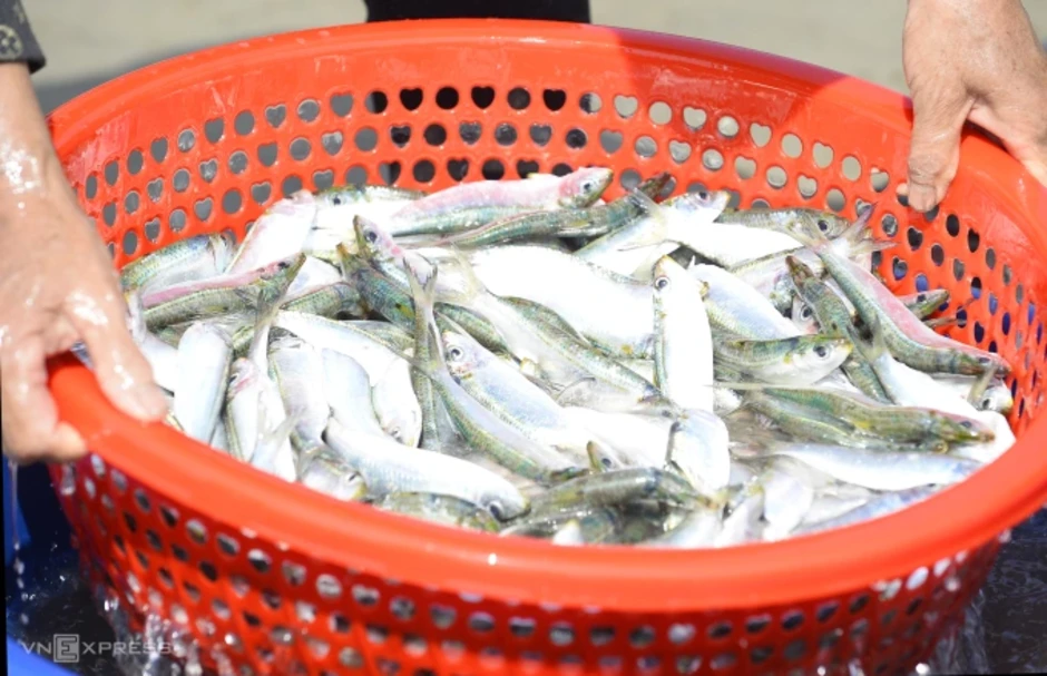 Ngư dân thu tiền triệu mỗi ngày trong mùa cá trích - Báo TinVina