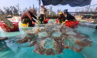 Ngư dân trúng đậm sứa biển