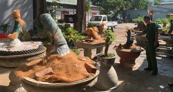 Người đàn ông bị phạt tiền, tịch thu 42 cây mai vàng không rõ nguồn gốc