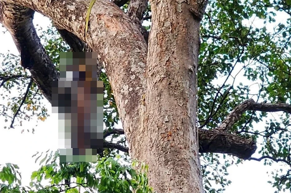 Người đàn ông tử vong trên cây cao 40m, nghi do đột quỵ Người đàn ông tử vong trên cây cao 40m, nghi do đột quỵ